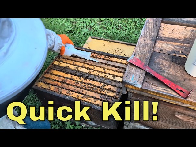 Api-Bioxal RTU for Beekeepers: Simple, Effective Varroa Mite Treatment