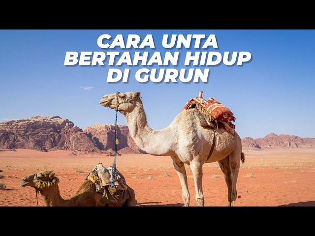 Cuaca Makin Esktrem, Intip Cara Unta Bertahan dari Cuaca Panas di Gurun