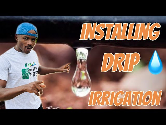 How to install drip irrigation using simple materials