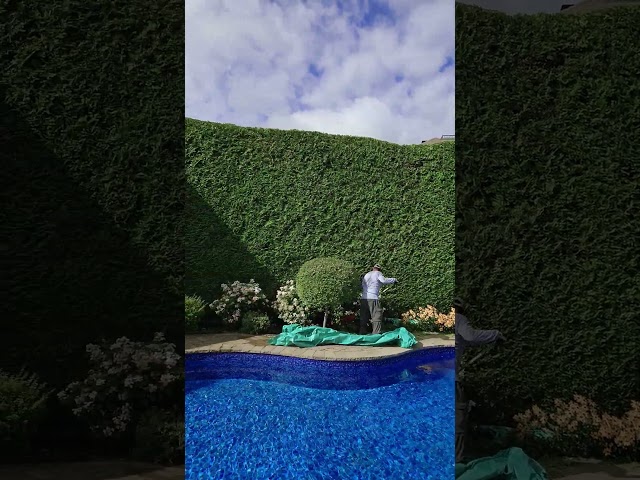 Cedar Hedge