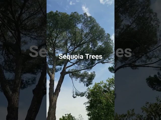 Sequoia Trees