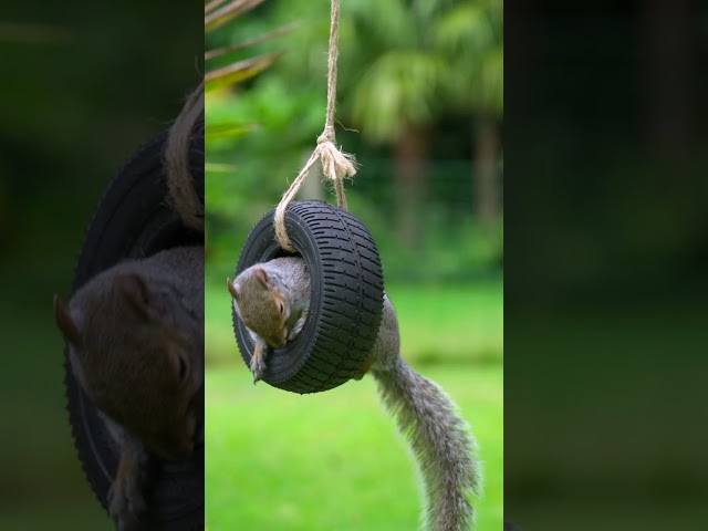 Squirrel’s tire swing skills are on point! 🐿️ #cattv