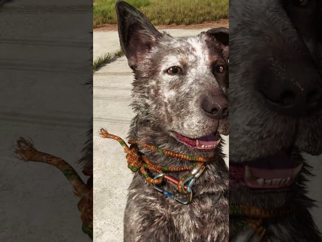 Petting Boom-Boom Far Cry 6 4K 60FPS- Full Video on This Channel #farcry6 #pet #dog  #farcry #4k