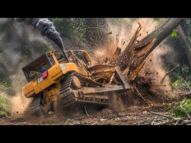 Amazing! A CAT D6R XL Dozer Clears Dense Forest and Rough Terrain to Create a Plantation