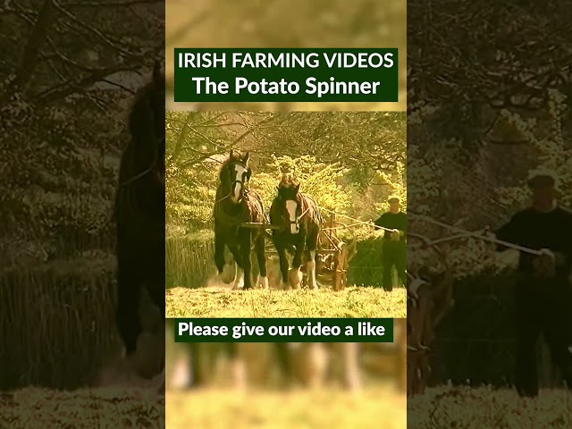 The potato spinner or digger  was invented by Irish man, James Hanson.#potatofarming  #irishfarming