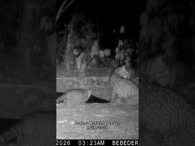 Ocelots Get An Overnight Drink!