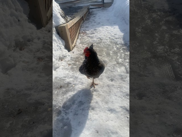 It’s feeling more like spring !