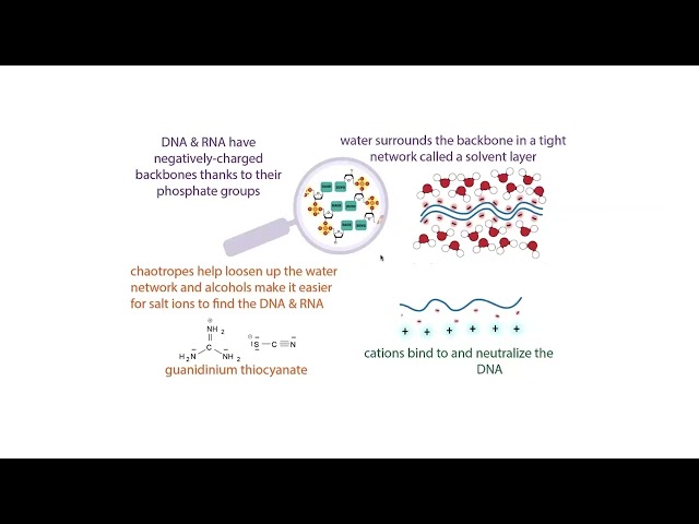 Nucleic acid UV absorption & purity ratios (260/280 and 260/230)