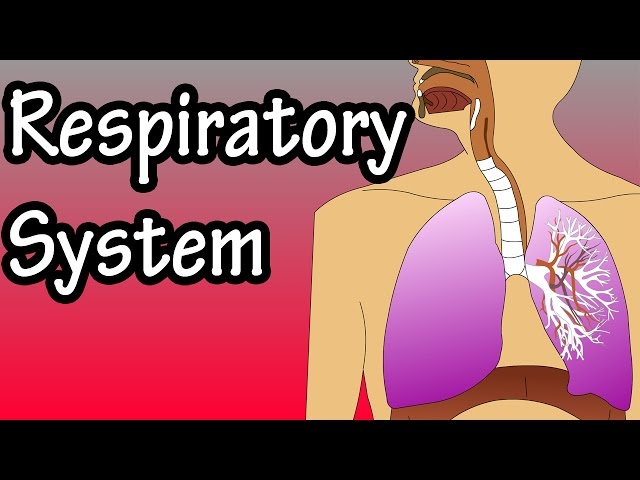 Respiratory System - How The Respiratory System Works