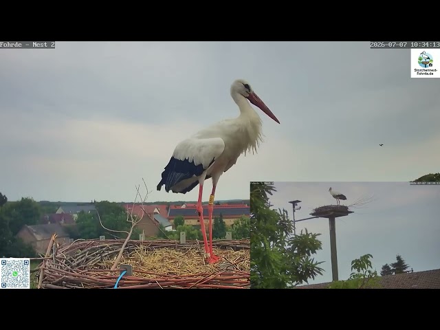Otto von Fohrde gibt sich die Ehre  - Storchennest Fohrde - 07.07.2026