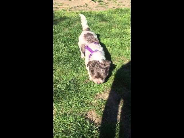 Teddy Boy at the Doggie Park
