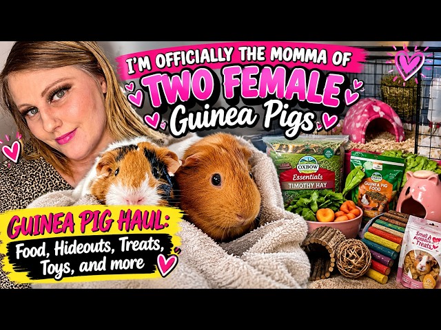 First Time Guinea Pig Owner- Everything I got: Food, Hideouts, Beds, Treats, and Toys #guineapigs