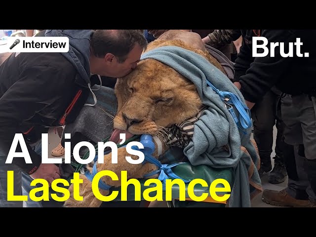 A Rescued Lion's Last Chance