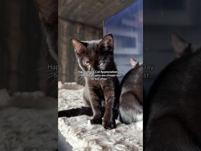 Black Cat Appreciation Day 🖤 Come meet the black cats at Java Whiskers Cat Café, book through bio!
