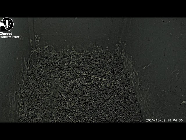 Lorton Meadows barn owls