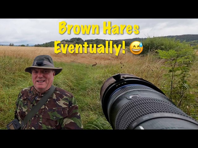 Brown Hares - Eventually !