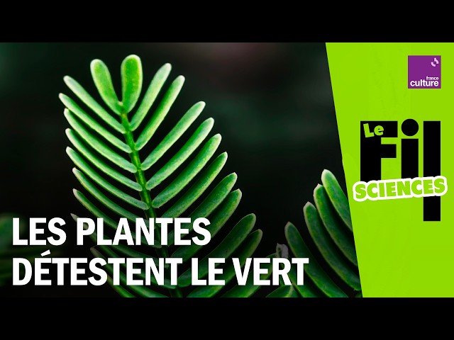 🌿 Why plants are green