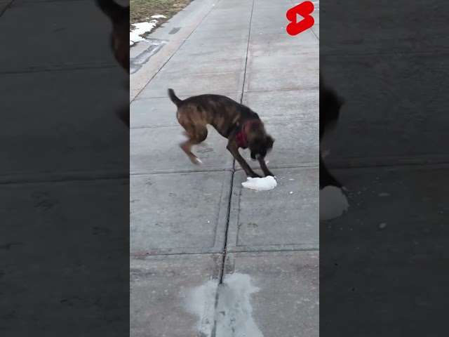 The way the dog just glided a funny dog sliding #funnydogs #shorts