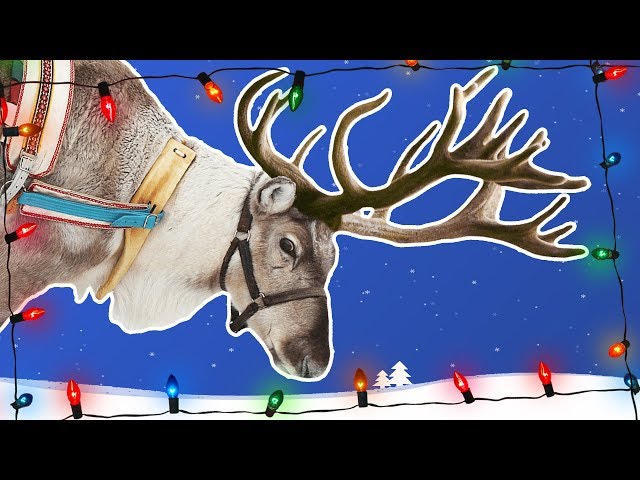 Reindeer for Kids | Caribou | Wild Animals | Arctic Animals