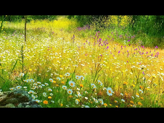 Relaxing Nature Ambience Meditation🌼GOOD MORNING SPRING NATURE THERAPY🌷Flowery MEADOW Healing Sounds