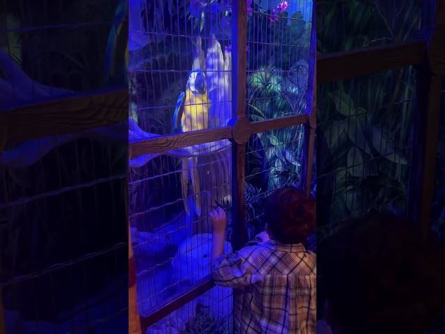 Brantlee and The amazing fortune 🔮 telling Bird 🦅 at #casabonita