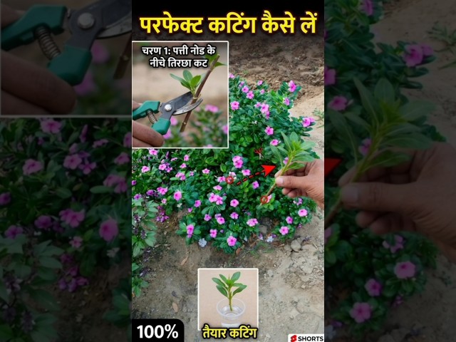 सदाबहार के पौधे की कटिंग #sadabhar #plants #farming #ketibadi