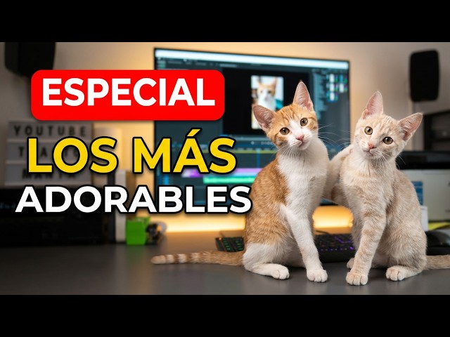 🐈😻🐈 SIMBA y NALA, el UNBOXING más adorable que he realizado