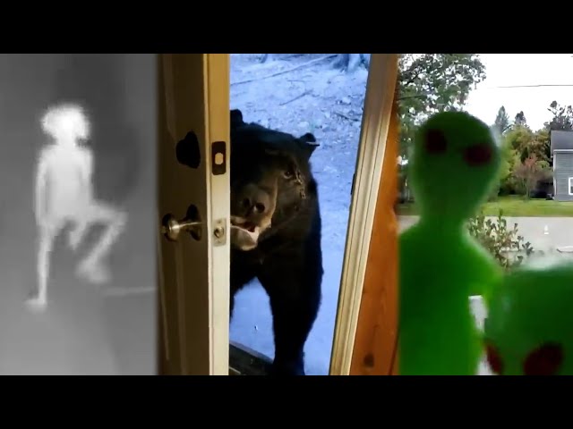 These Doorbell Cameras Caught More Tricks than Treats? I Livestream