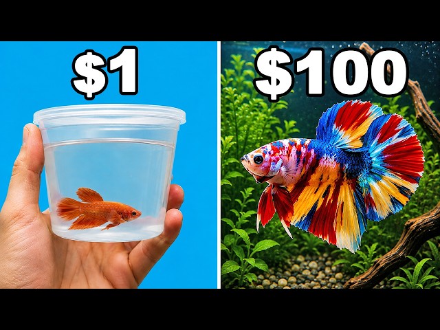 $1 vs $100 Betta Fish