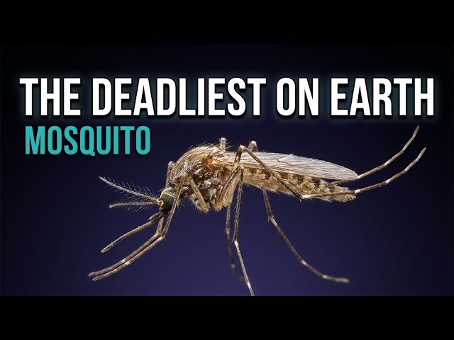 What Are Mosquitoes Good For — and What Happens If They Vanish