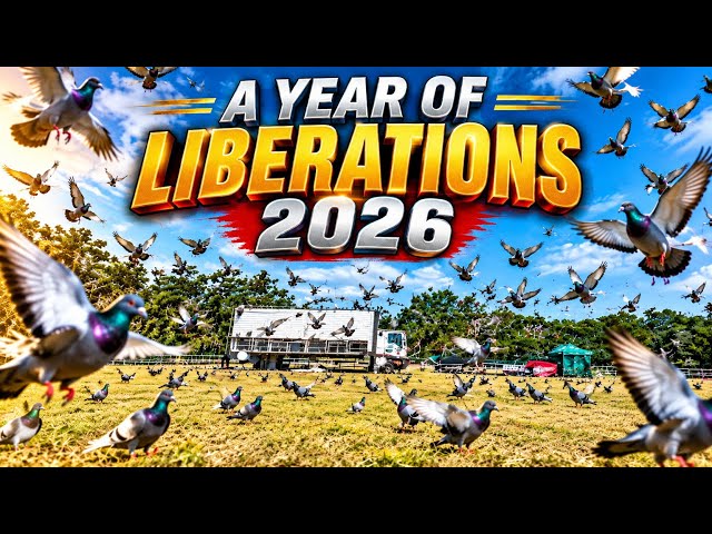 RACING PIGEON LIBERATION COMPILATION 2026