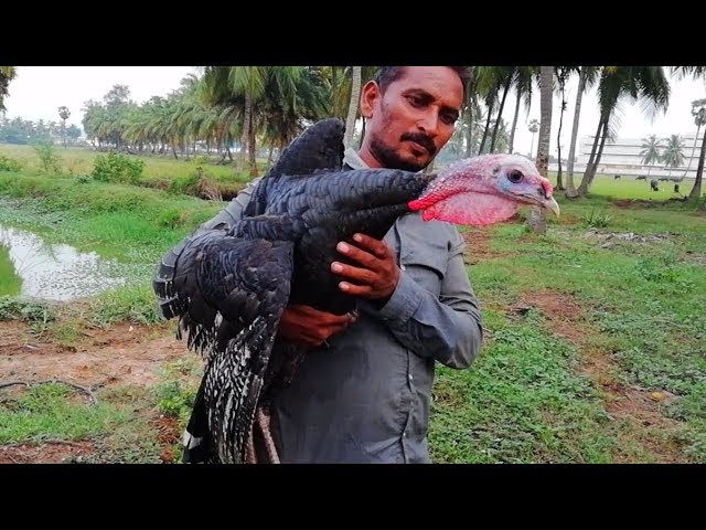 Cooking Biggest 7 Kg Full Turkey Chicken Curry | Farmers Eating Delicious Chicken Curry In Village