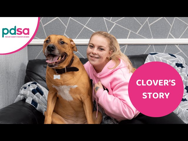 Clover's story | PDSA Pet Patient
