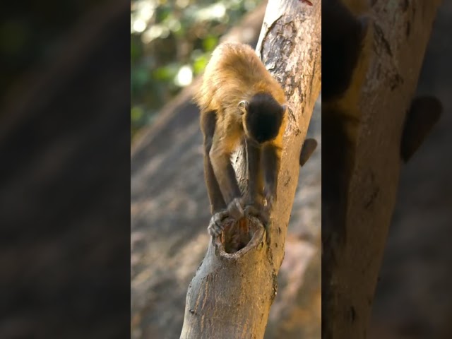 WILD ANIMALS in 8K Ultra HD | Nature's Majesty Revealed #wildlife #animalfacts #8knaturefilm