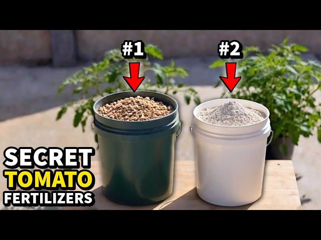 2 SECRET FERTILIZERS For Record Breaking Veggie Harvests!