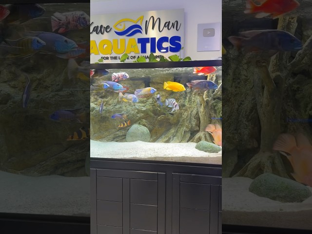 These fish have completely different personalities #aquarium #cichlids