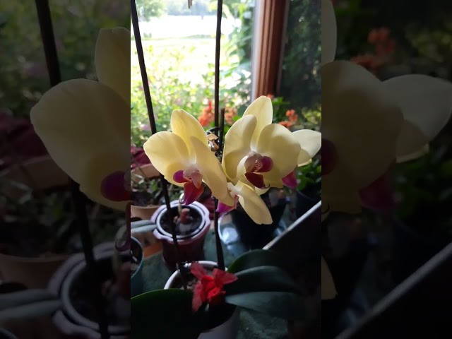 All my wife's Orchards are in full Bloom.