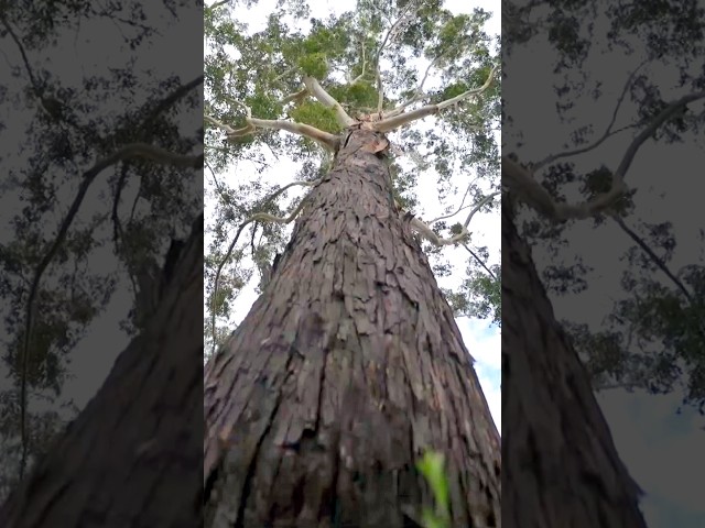 Why do some trees grow so tall? | Gardening Australia