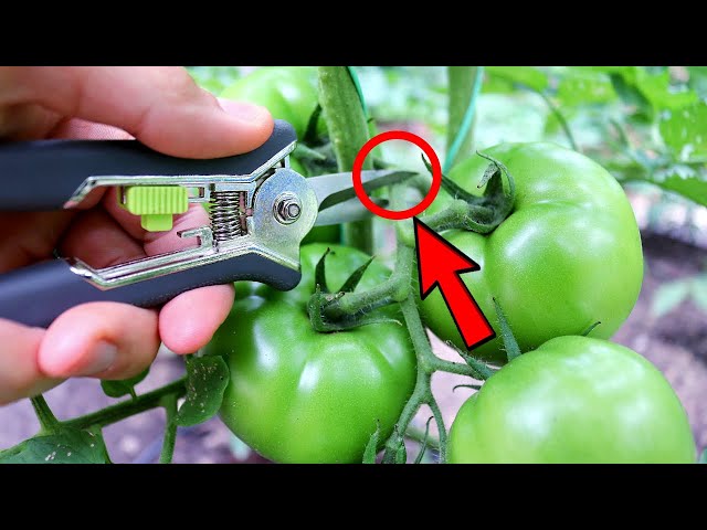 Stop Growing LEAVES, Prune Your Tomatoes Like a Boss