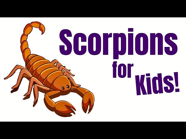 Scorpions for Kids | Scorpion Facts and Anatomy