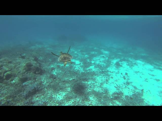 Snorkeling with a Turtle