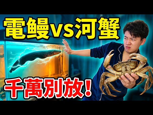 My Wife Insisted on Keeping River Crabs in the Electric Eel Tank, The Truth Behind the Disappeara...