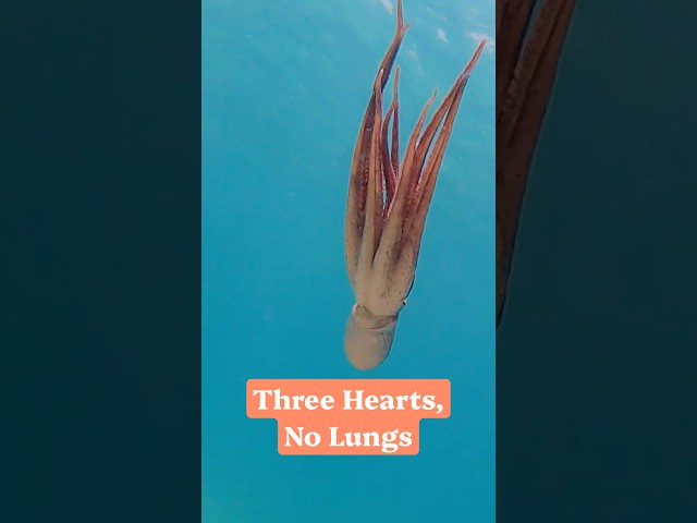Three hearts, no lungs 🐙 #wildlife #naturepbs #animals #ocean #octopus
