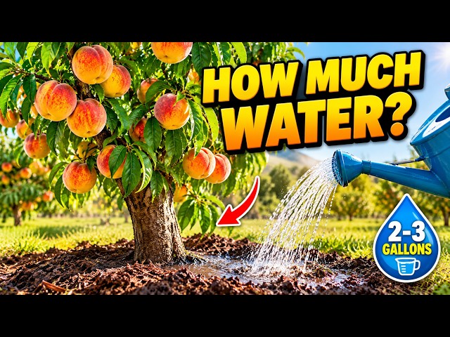 Are You Overwatering Your Peach Tree? 7 Watering Mistakes That Can Damage Roots and Fruit
