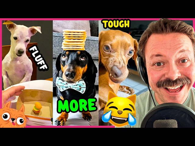 Funniest Talking Animals of August 2026 🎙️😽 If You Don't Laugh CALL A DOCTOR