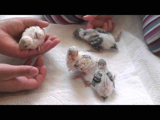 4 Super Cute Parakeet Chicks! Episode 9. Skittles and Beauty's Little Family.