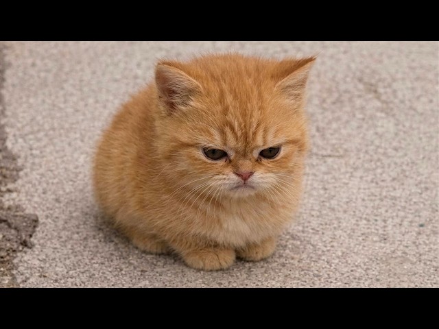 These Angry Kittens Can’t Stop Being Little Comedians 🤣 Cute KITTENS videos