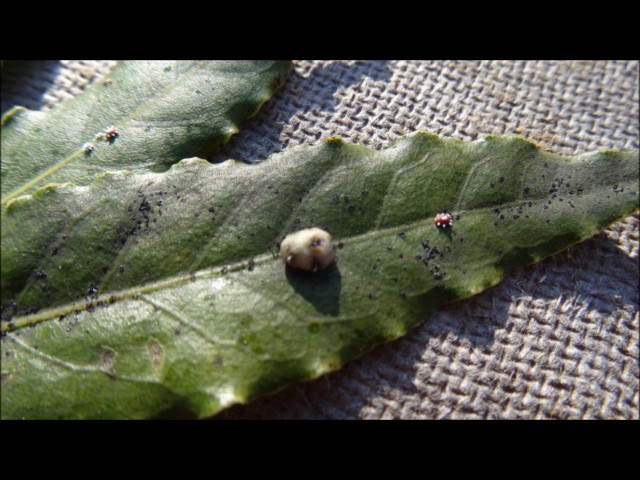 Parasites sur Laurier sauce à identifier 14 décembre 2016 Prades