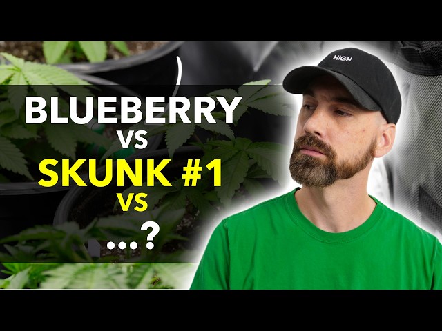 Which of These 4 Strains Will Perform Best?