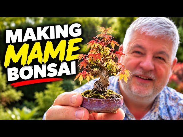 How to Make Mame Bonsai – Tiny Trees That Actually Thrive